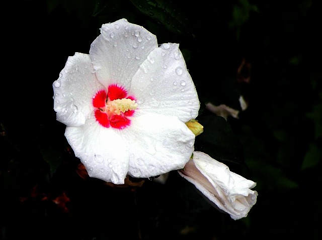 青の部屋［BLUE ROOM］