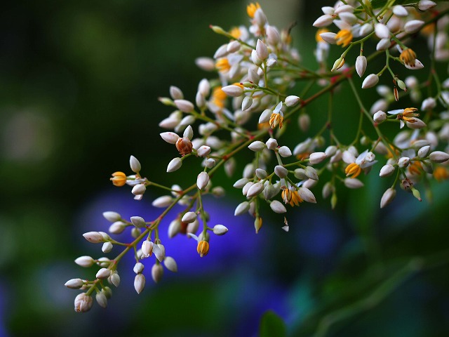 青の部屋［BLUE ROOM］