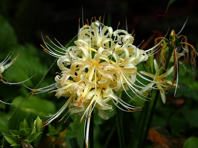 青の部屋［BLUE ROOM］