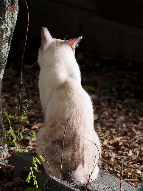 コハク（本名）