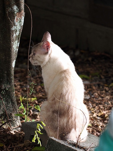 コハク（本名）