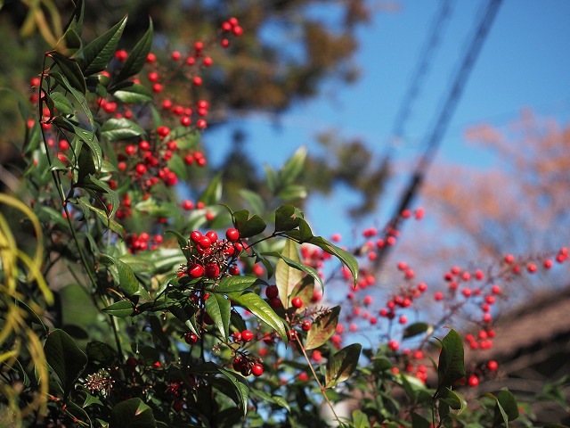 青の部屋［BLUE ROOM］