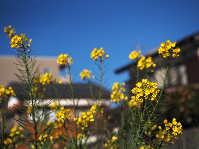 青の部屋［BLUE ROOM］