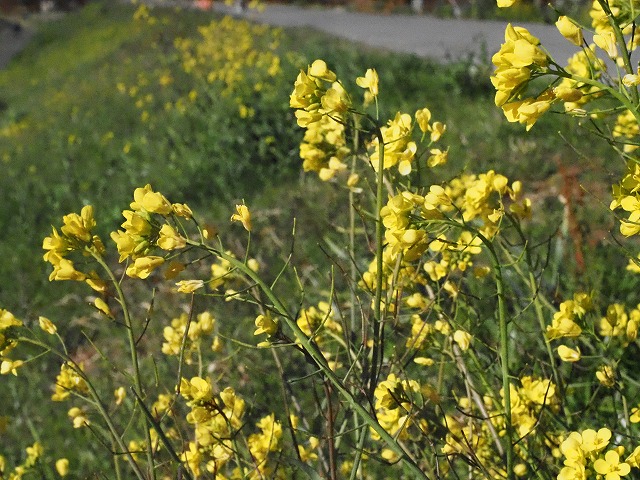 青の部屋［BLUE ROOM］