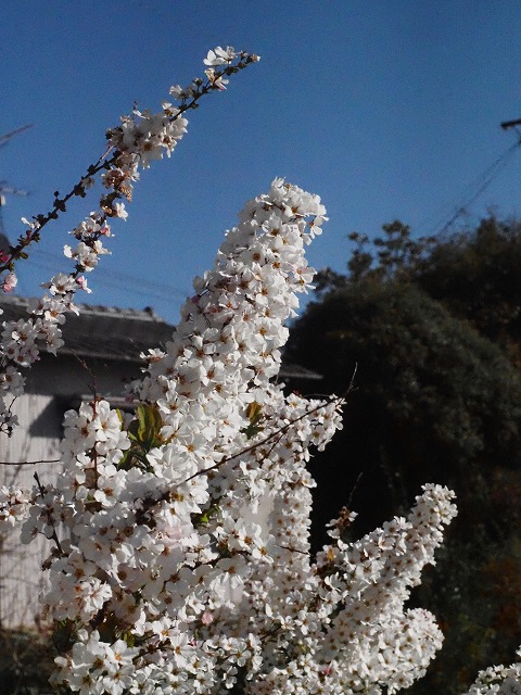 青の部屋［BLUE ROOM］