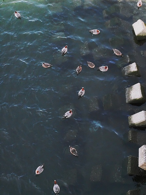 青の部屋［BLUE ROOM］