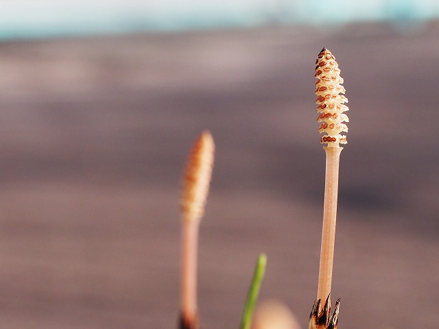 ノーファインダーで撮ったツクシ1