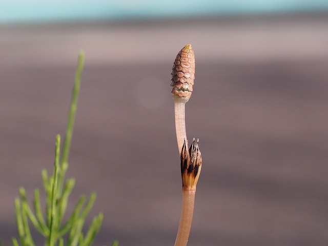 青の部屋［BLUE ROOM］