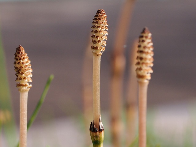 ノーファインダーで撮ったツクシ3