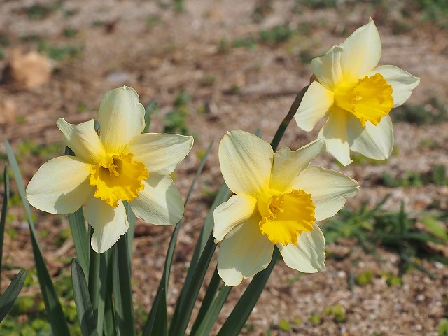 ノーファインダーで撮った水仙1